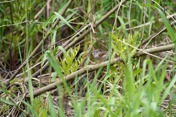 Swamp Sparrow