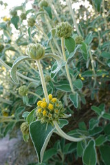 Phlomis russeliana, commonly known as Jerusalem Sage or Turkish Sage