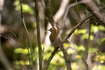 Wood Thrush