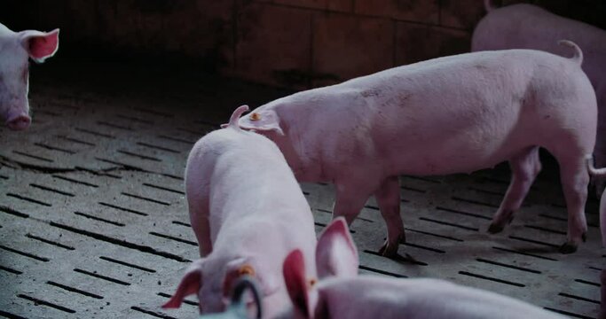 Pigs at Livestock Farm Pork Production Piglet Breeding