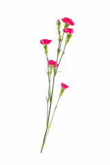 carnation flower isolated on white