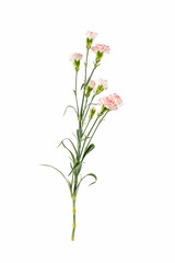 Naklejka na ściany i meble carnation flower isolated on white