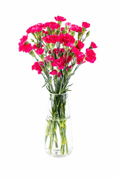 red carnation in glass vase isolated
