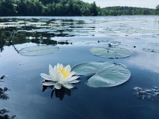 Beautiful white lotus on the pond