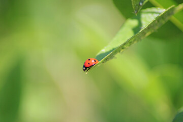 Close-up of a ladybug on a leaf