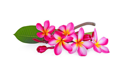 Pink frangipani (plumeria) flowers on white background