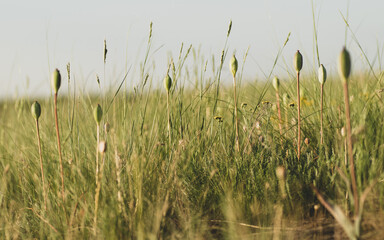 grass in the wind
