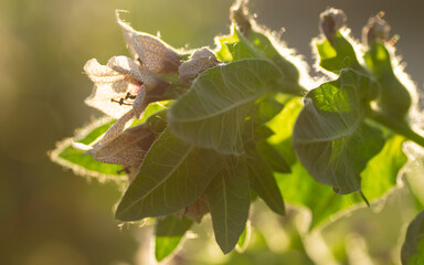 oak leaf in the forest