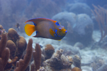 Fototapeta na wymiar Queen Angelfish on Caribbean Coral Reef