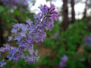 Lilac flowers, (Nowa Sol, Poland)