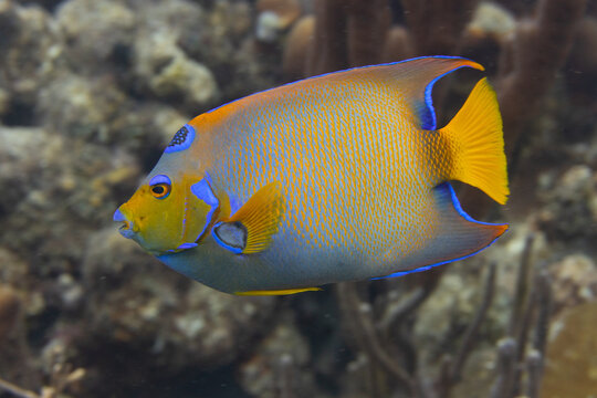 Queen Angelfish on Caribbean Coral Reef