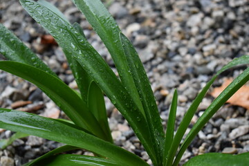 bright green plant close up