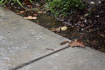 leaves in rippling rain water