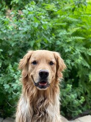 Obraz premium golden retriever portrait in front of foliage