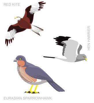 Bird UK Bird of Prey Set Cartoon Vector Illustration
