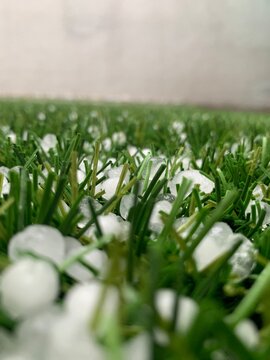 grass in a garden