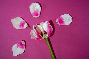 Pink and white flower with torn petals beside it signifying broken love