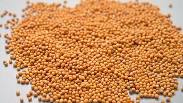 angle pan view herb ChaoJieZi or Sinapis Semen or stir-baked Indian Mustard Seed