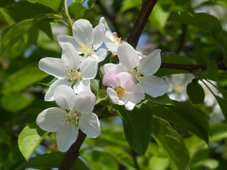 White flowers of apple tree