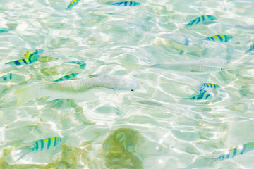 Fototapeta na wymiar 熱帯魚 