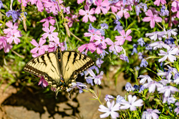 Canadian Tiger Swallowtail Butterfly on Heath