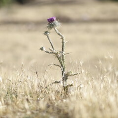 thistle in the field