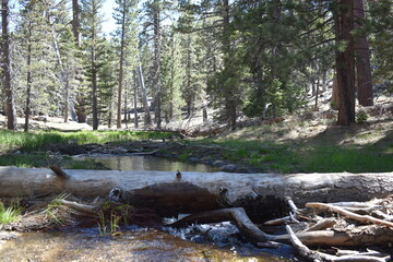 tree trunk fell in river