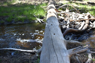 Tree trunk fell in river