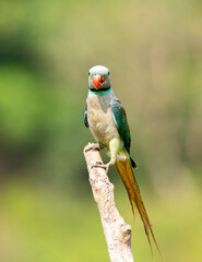 A male malabar parakeet feeding on rice grains in the paddy fields on the outskirts of Shivamooga, Karnataka