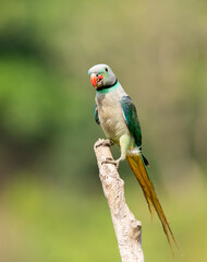 A male malabar parakeet feeding on rice grains in the paddy fields on the outskirts of Shivamooga, Karnataka