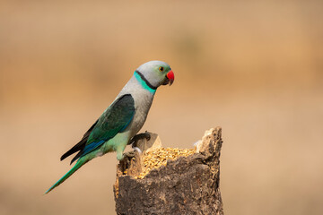 A male malabar parakeet feeding on rice grains in the paddy fields on the outskirts of Shivamooga, Karnataka
