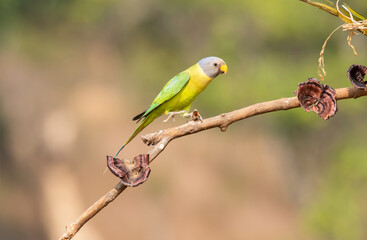 A female plum-headed parakeet perched on a tree branch and feeding on paddy seeds in the paddy fields on the outskirts of Shivamooga, Karnataka