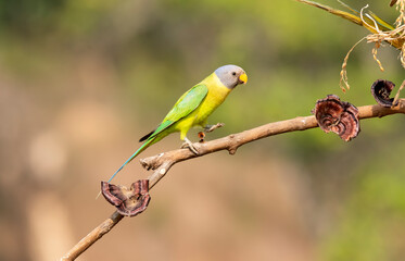 A female plum-headed parakeet perched on a tree branch and feeding on paddy seeds in the paddy fields on the outskirts of Shivamooga, Karnataka