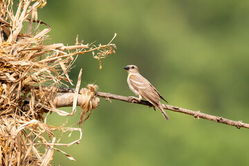 A yellow-throated sparrow feeding on rice paddy seeds in the paddy fields on the outskirts of Shivamooga, Karnataka