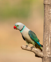 A male malabar parakeet feeding on rice grains in the paddy fields on the outskirts of Shivamooga, Karnataka
