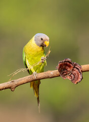 A female plum-headed parakeet perched on a tree branch and feeding on paddy seeds in the paddy fields on the outskirts of Shivamooga, Karnataka