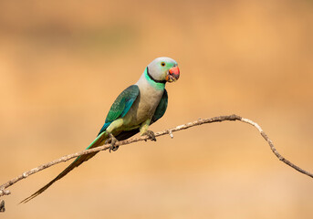 A male malabar parakeet feeding on rice grains in the paddy fields on the outskirts of Shivamooga, Karnataka