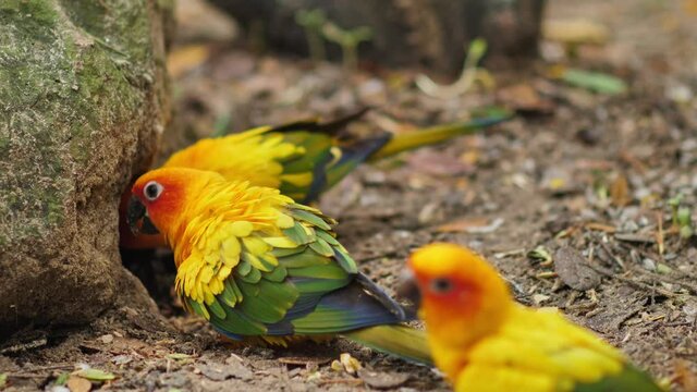 4k footage ; two parrot eating something in tree hole on the ground, colorful bird called 'SunConure'.