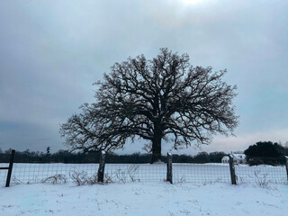 huge majestic tree in the snow grey blue sky