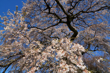春の朝、桜の花が満開