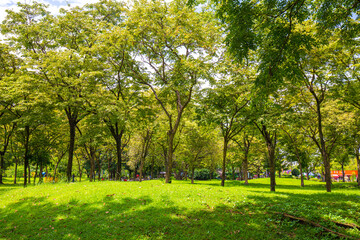 Fototapeta na wymiar Green meadow grass in tree park sunny shine day