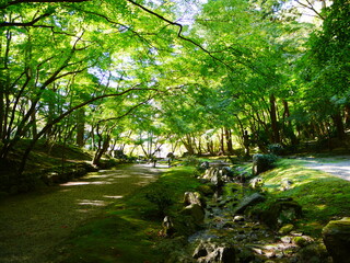 小川の流れる深緑の杜