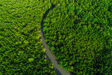 Aerial view mangrove forest sea bay ecology system