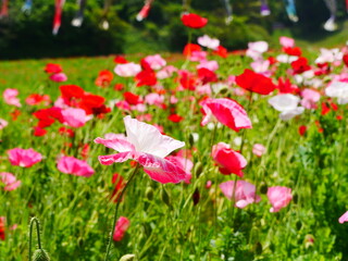 白とピンクのグラデーションの花びらのポピー