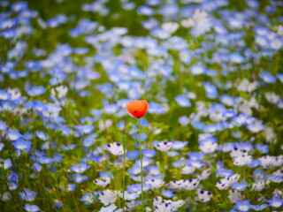 ネモフィラの中に咲く赤いポピーの花