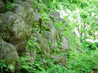 石垣に生える草