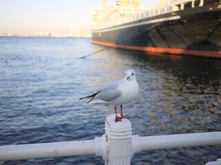 港のカモメ