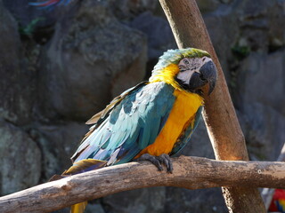 怒り顔のルリコンゴウインコ