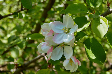 Spring card with blossoming branch of apricots