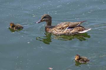 Duck with ducklings by the river  on a sunny spring day